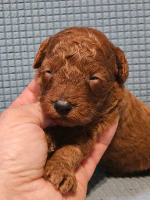 Caniche
