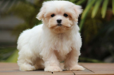 Les chiots de Bichon maltais
