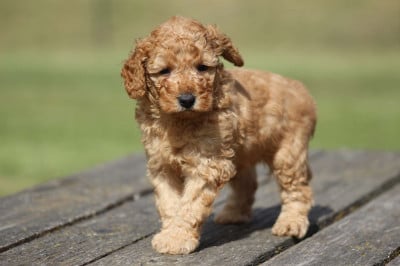 Les chiots de Caniche