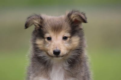 Les chiots de Shetland Sheepdog