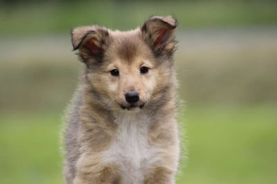 Les chiots de Shetland Sheepdog