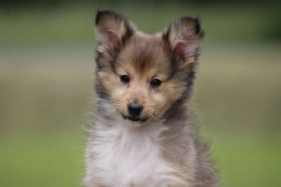 Les chiots de Shetland Sheepdog
