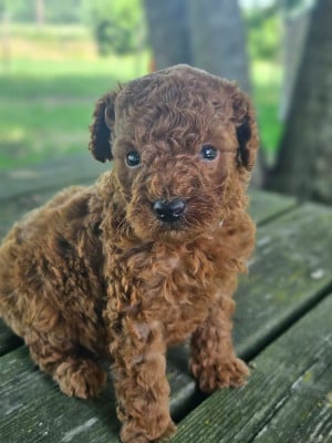 Les chiots de Caniche
