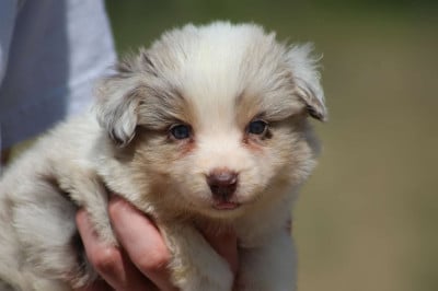 Les chiots de Berger Américain Miniature 