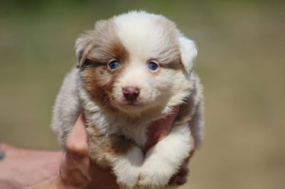 Les chiots de Berger Américain Miniature 