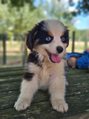 BUGSY - Berger Américain Miniature 