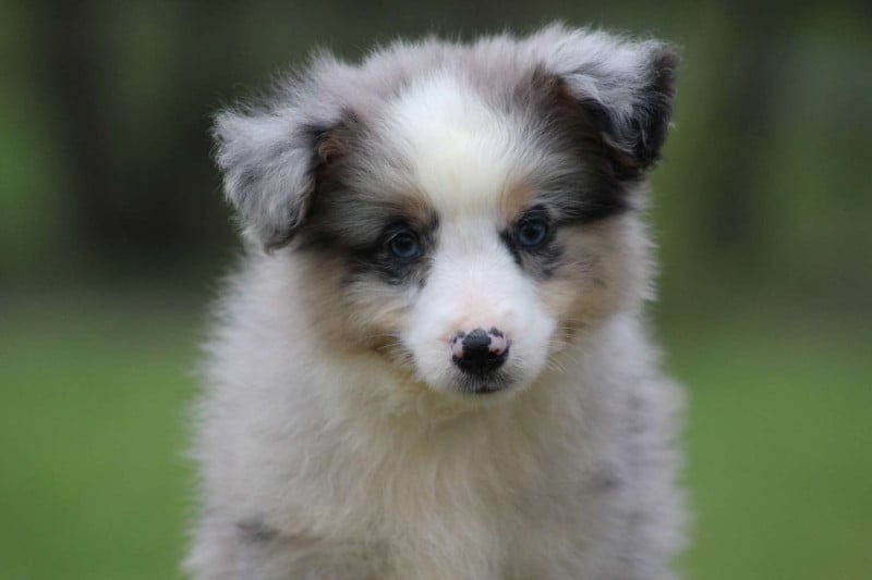 Berger Américain Miniature  - de l'Angelarde