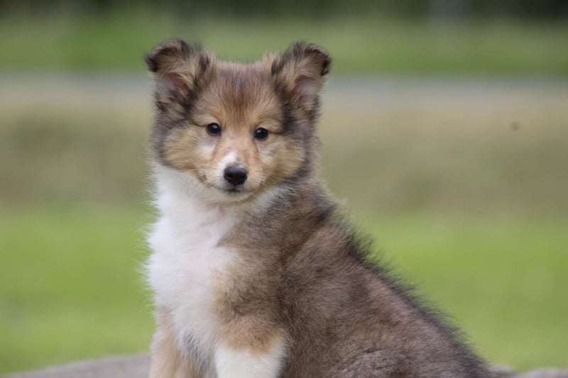 Shetland Sheepdog - de l'Angelarde