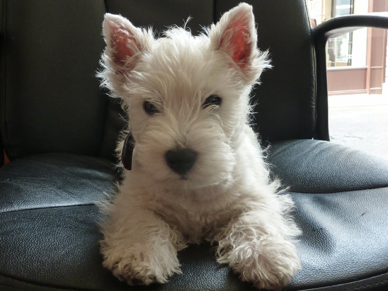 Publication : Du domaine de fayet