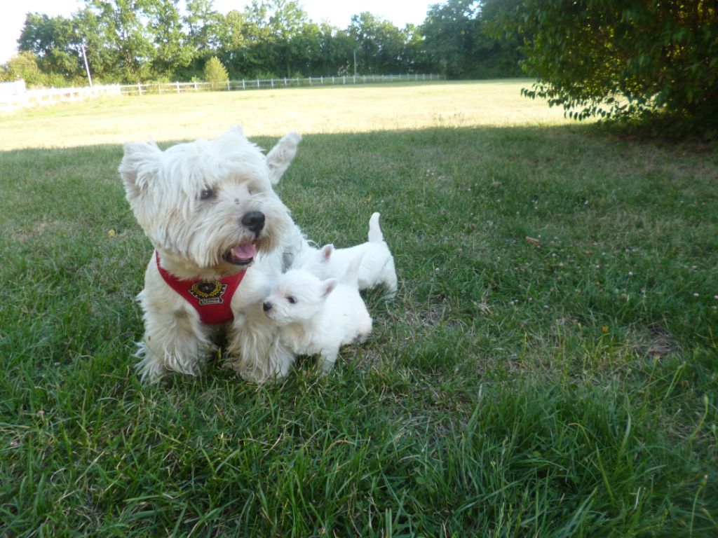 Publication : Du domaine de fayet