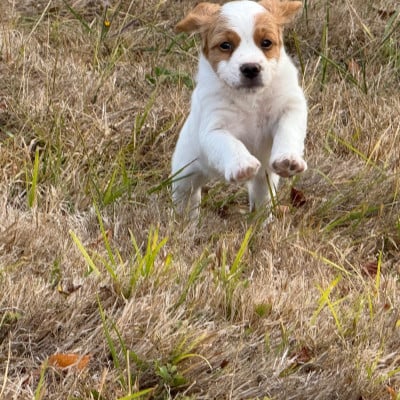 Chiot N°2 - Epagneul Breton