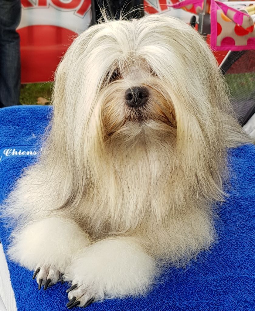 Accueil Elevage Del Pech Tolosan Eleveur De Chiens Petit Chien Lion
