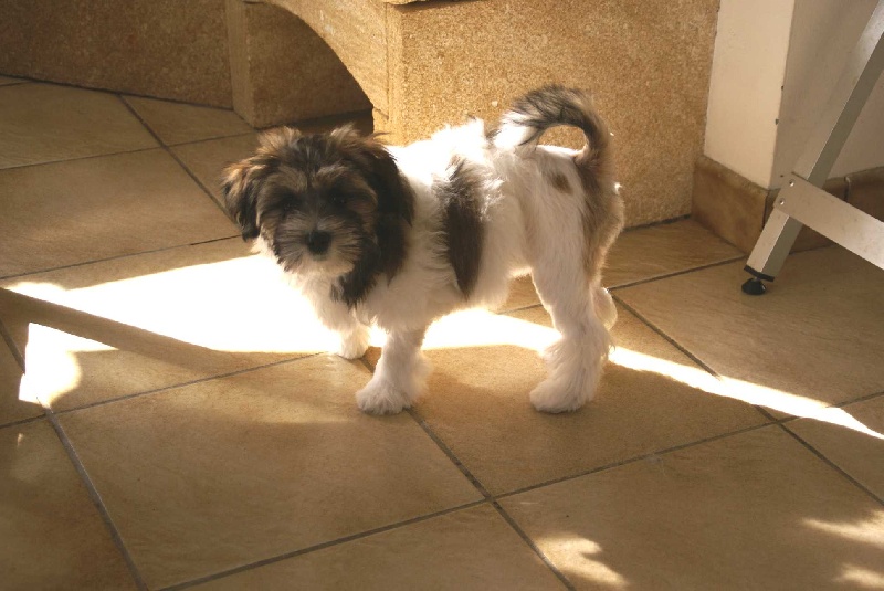 Publication : Del Pech Tolosan