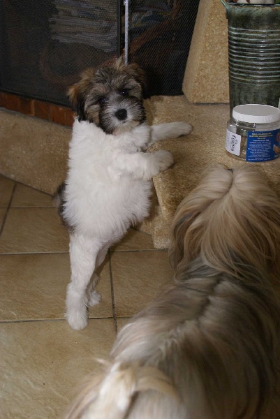 Publication : Del Pech Tolosan