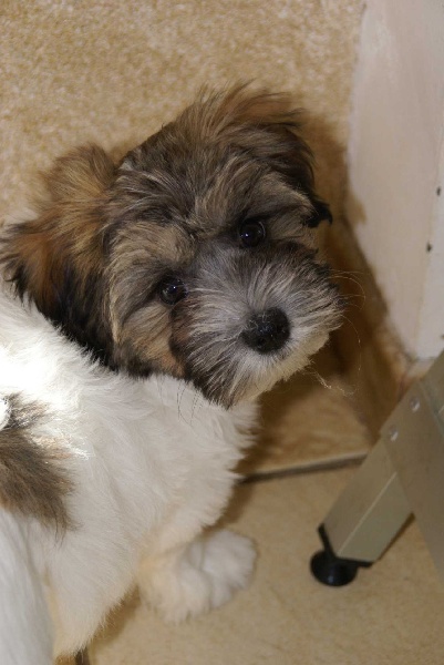 Publication : Del Pech Tolosan