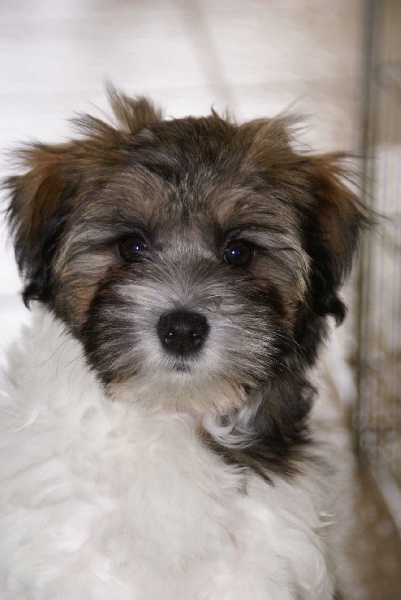 Publication : Del Pech Tolosan