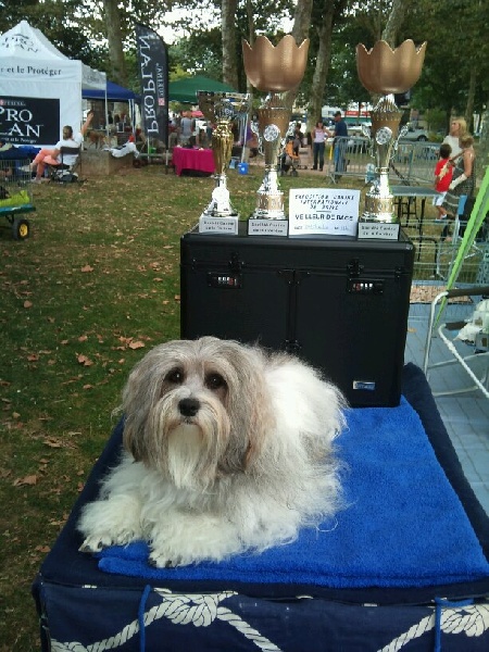 CH. Foll'envie Del Pech Tolosan - CAC-CACIB Meilleur de Race