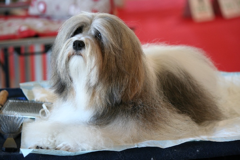 CH. Foll'envie Del Pech Tolosan - CAC-CACIB Meilleur de Race