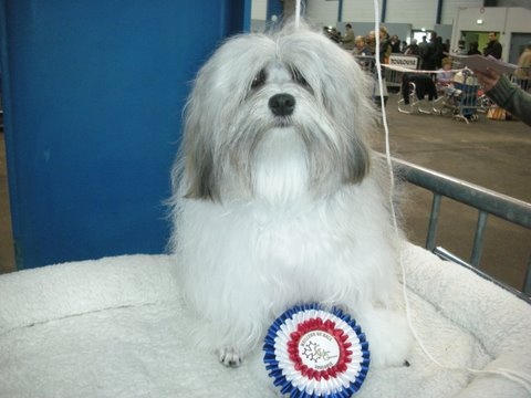 CH. Foll'envie Del Pech Tolosan - CACS-CACIB- Meilleur de Race