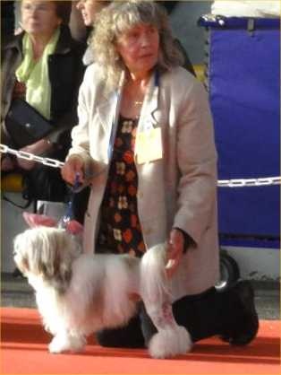 CH. Foll'envie Del Pech Tolosan - 1er exc. classe Jeune - Meilleur Jeune