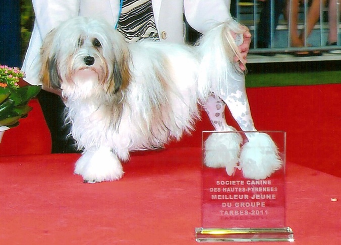 CH. Foll'envie Del Pech Tolosan - 1er exc. classe Jeune-Meilleur de Race-Meilleur Jeune du 9ème Groupe