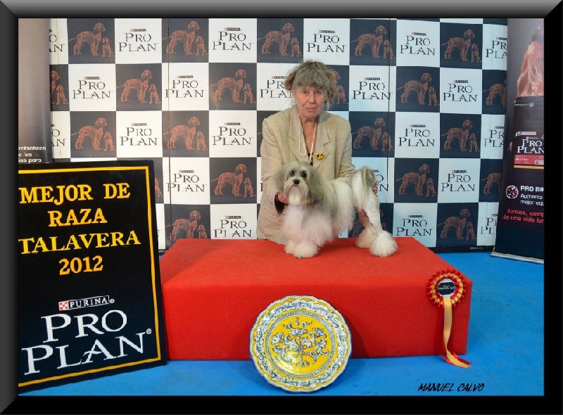 CH. Foll'envie Del Pech Tolosan - CAC-CACIB Meilleur de Race