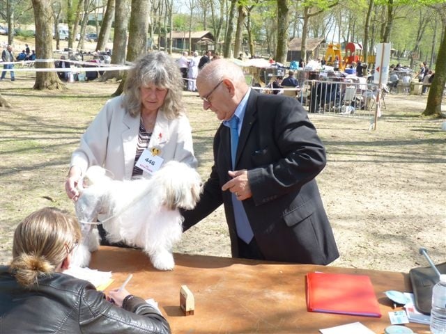 CH. Foll'envie Del Pech Tolosan - 1er excellent - CACS - Meilleur de Race