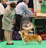 - Crufts 2014