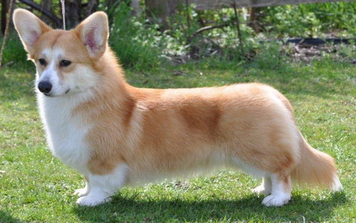 Publication : La caverne des anges Auteur : Mme IRVING