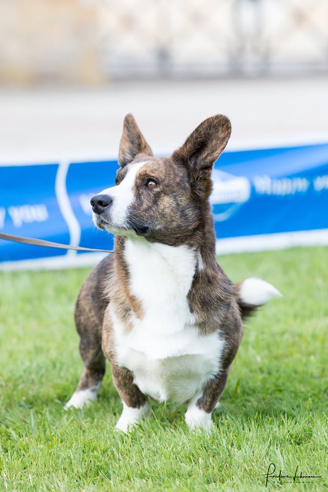 CH. Pi-et-ra borntobe tango of trefilio