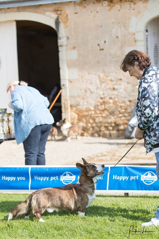 CH. Pi-et-ra borntobe tango of trefilio