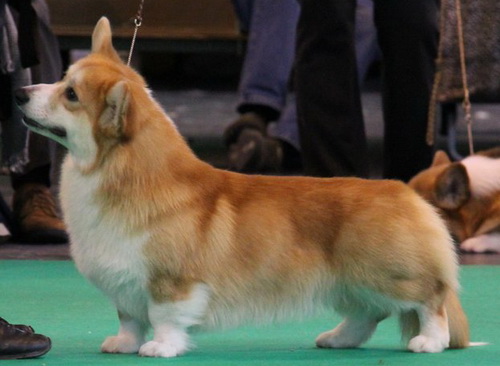 Publication : La caverne des anges Auteur : Mme IRVING