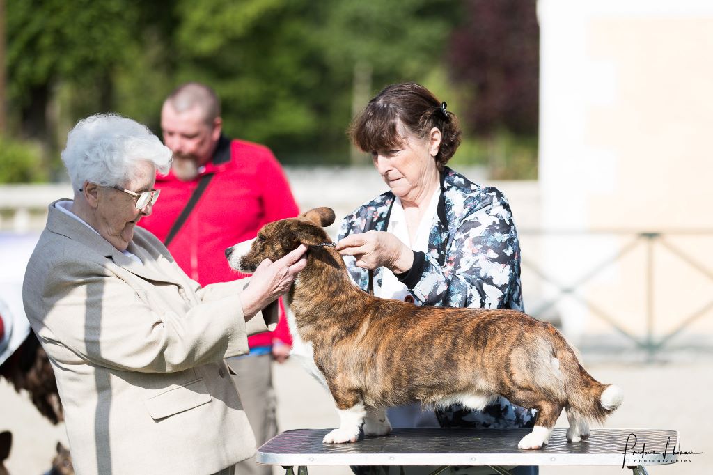 CH. Pi-et-ra borntobe tango of trefilio