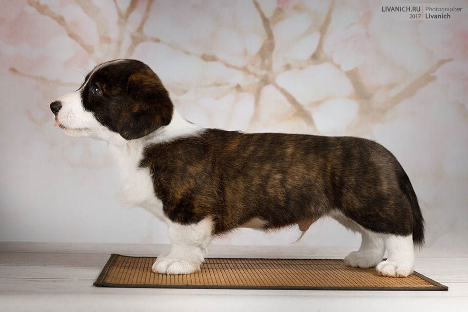 Publication : La caverne des anges Auteur : J.THOMAS