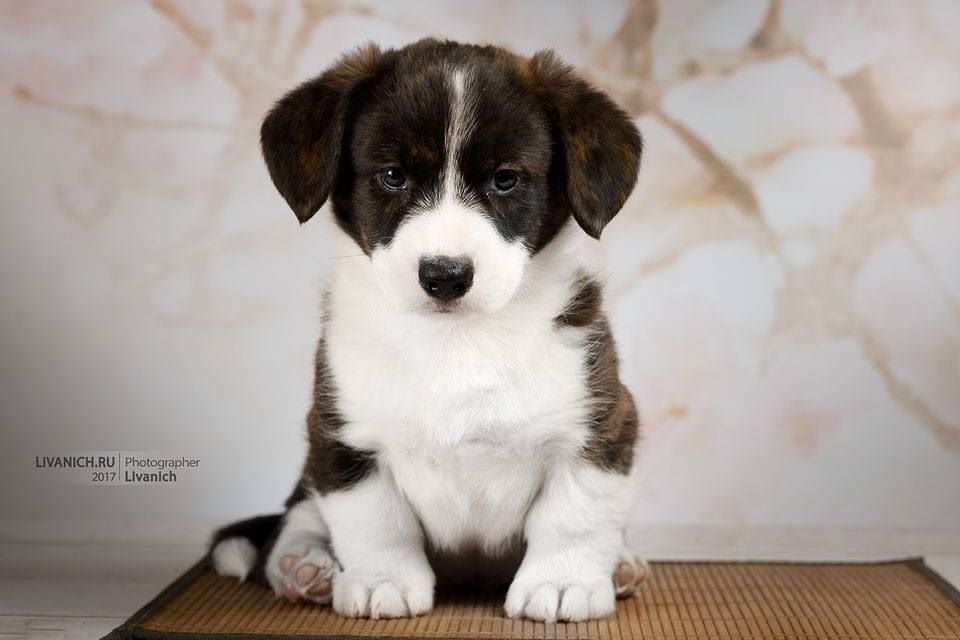 Publication : La caverne des anges Auteur : J.THOMAS