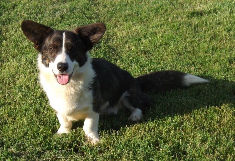 Publication : La caverne des anges Auteur : J.THOMAS