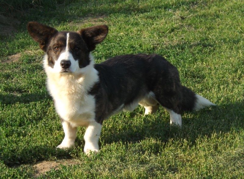 Publication : La caverne des anges Auteur : J.THOMAS