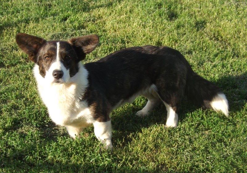 Publication : La caverne des anges Auteur : J.THOMAS