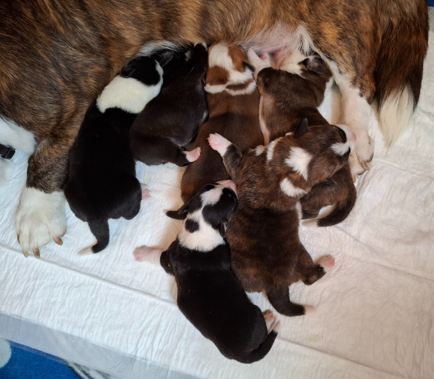 CHIOT 3 - Welsh Corgi Cardigan