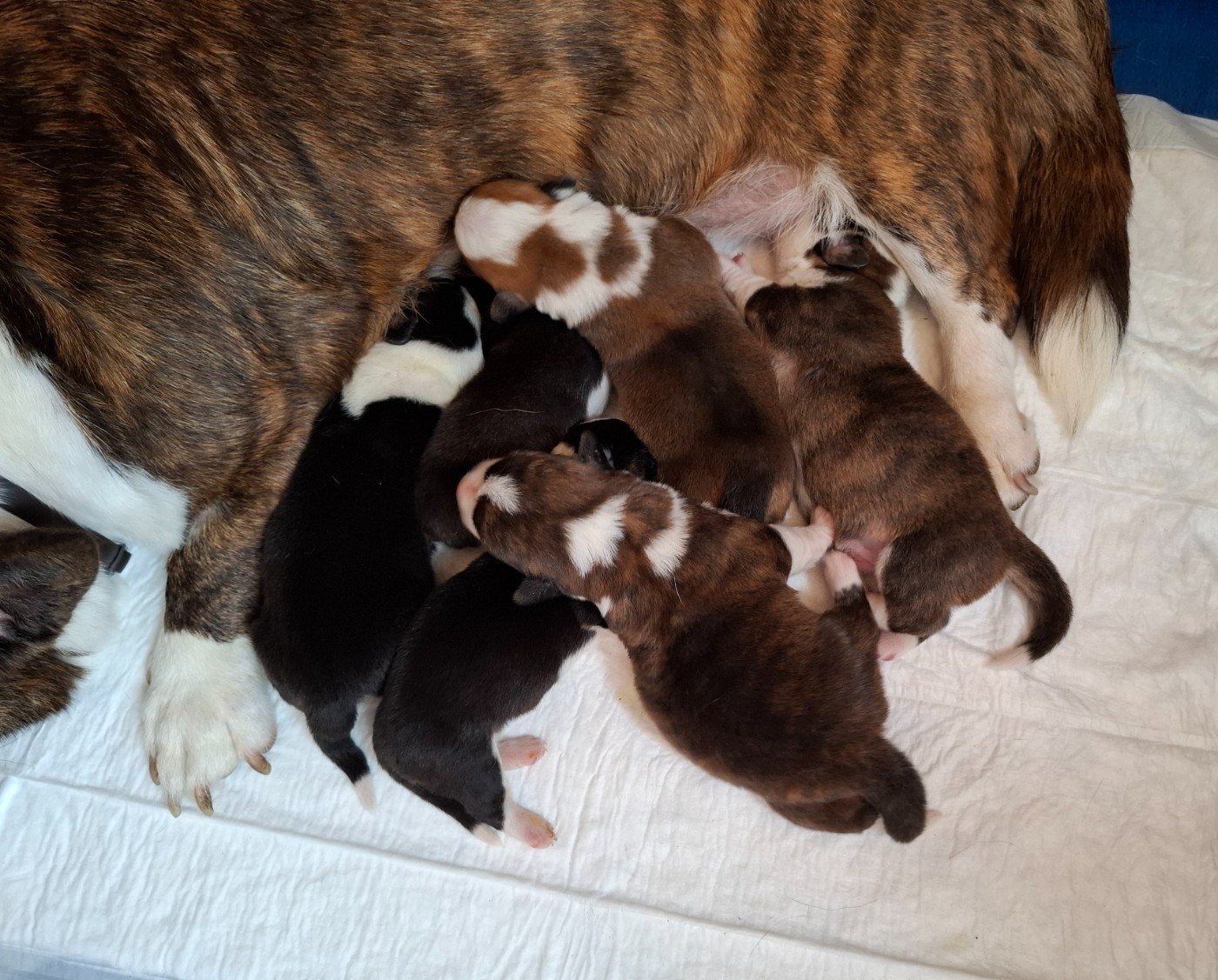 CHIOT 4 - Welsh Corgi Cardigan