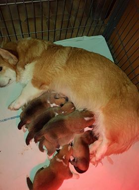 La caverne des anges - Welsh Corgi Pembroke - Portée née le 05/02/2018