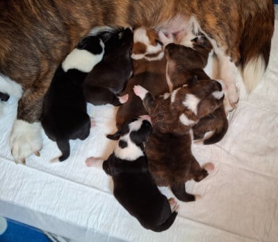 Les chiots de Welsh Corgi Cardigan