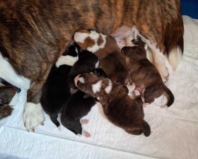 Les chiots de Welsh Corgi Cardigan