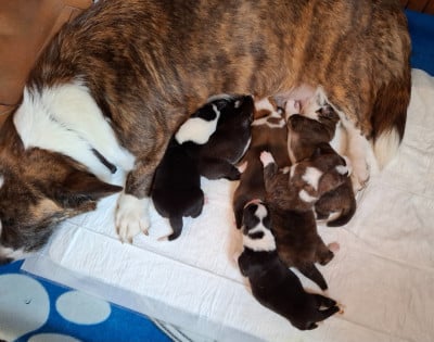 Les chiots de Welsh Corgi Cardigan