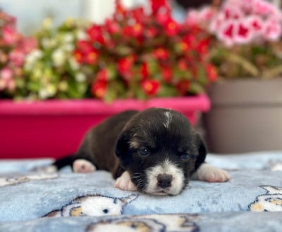 Les chiots de Welsh Corgi Cardigan