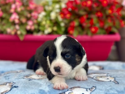 Les chiots de Welsh Corgi Cardigan
