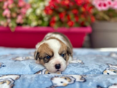 Les chiots de Welsh Corgi Cardigan