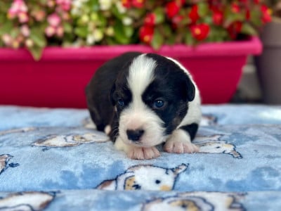 Les chiots de Welsh Corgi Cardigan