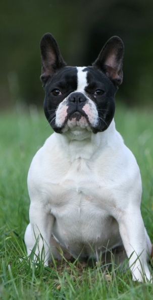 Publication : du Domaine Rosaris Auteur : JAMAR A