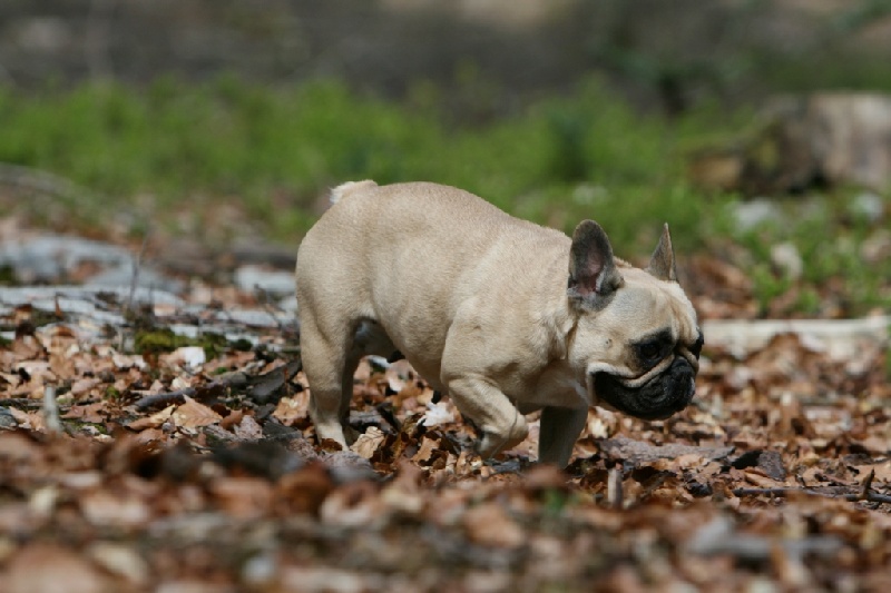 Publication : du Domaine Rosaris Auteur : Grossemy Vanessa